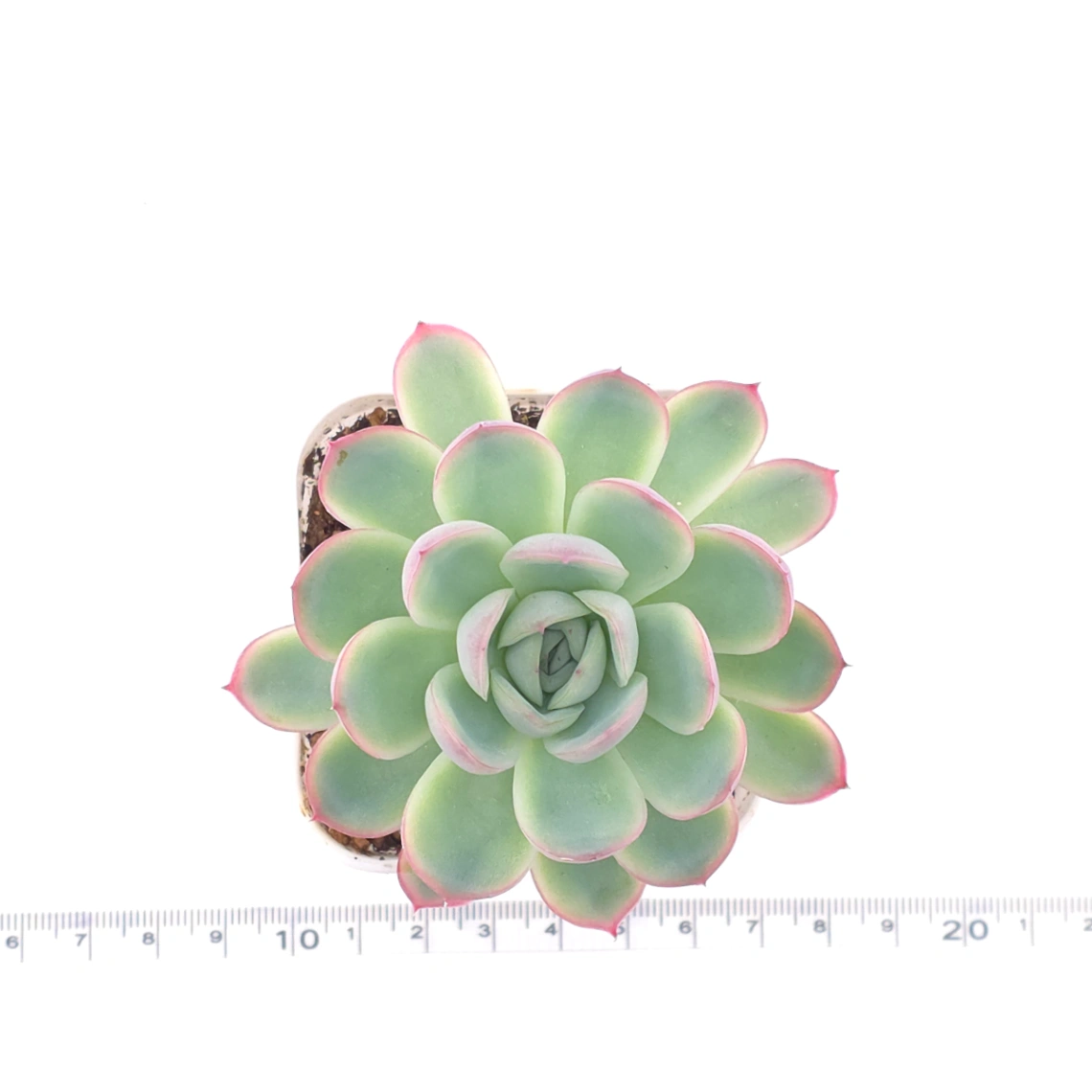 Echeveria ‘Strawberry Ice’ | 草莓冰 thumbnail 4