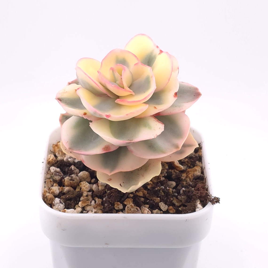 Echeveria 'Suyon' variegated | 初吻 thumbnail 2