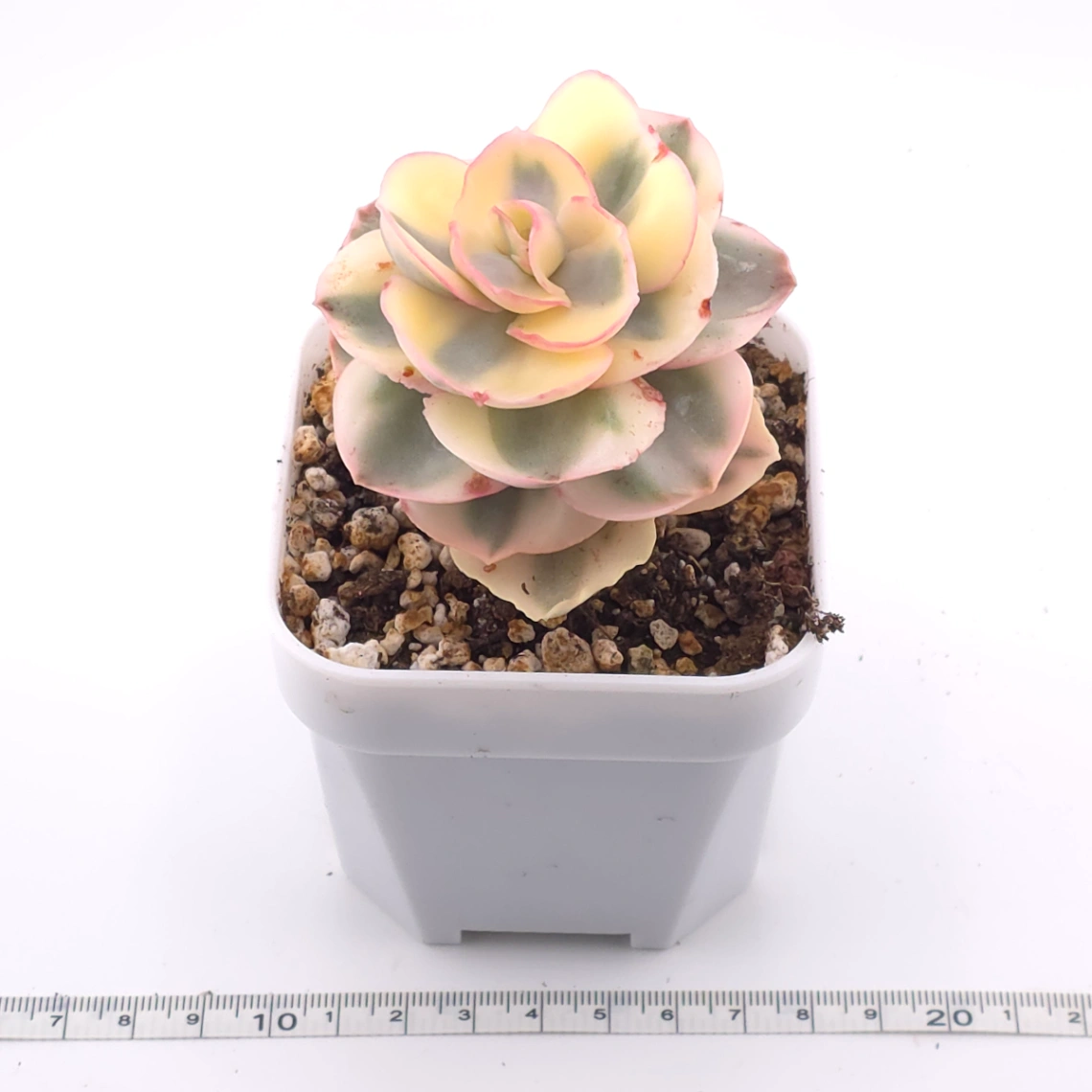 Echeveria 'Suyon' variegated | 初吻 thumbnail 3