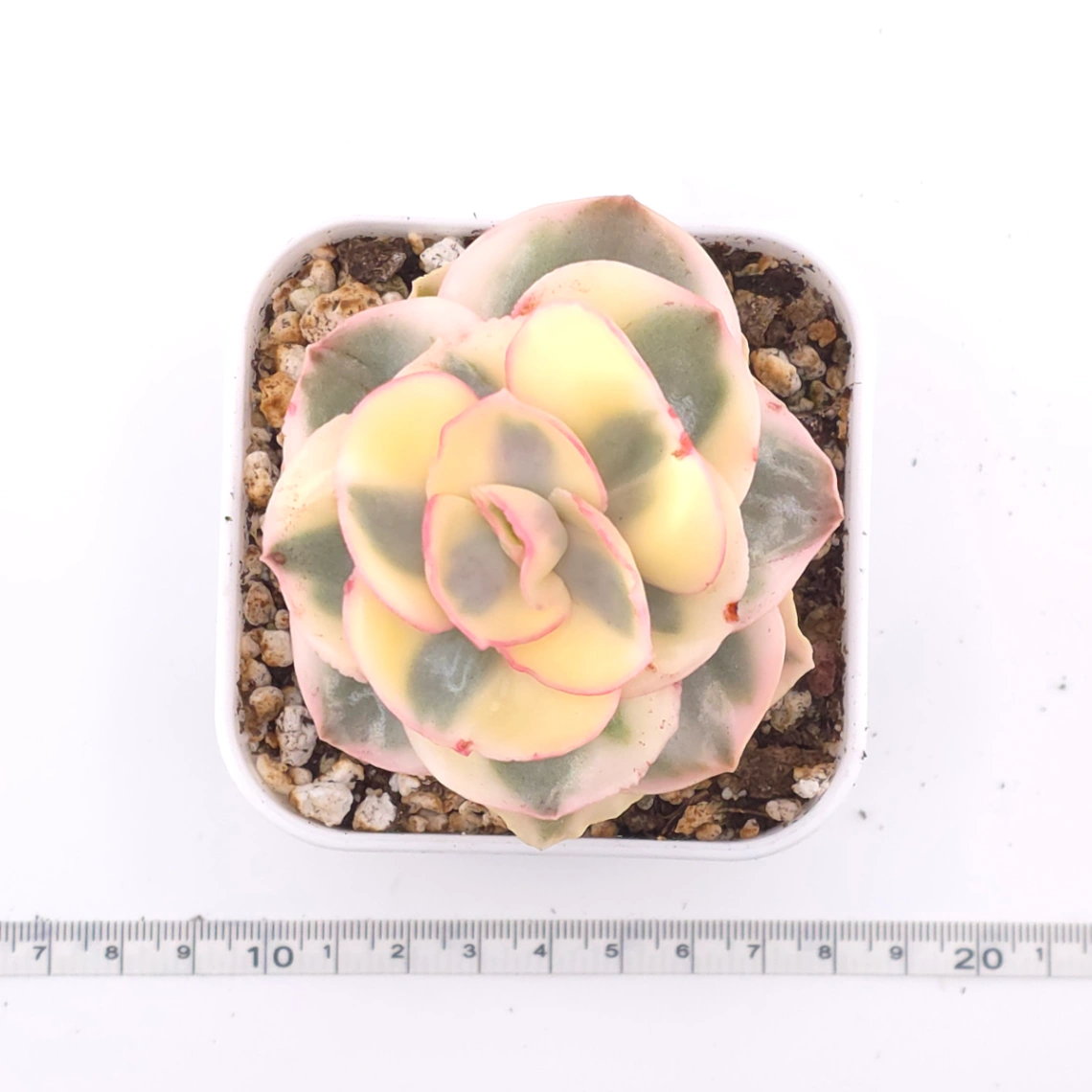 Echeveria 'Suyon' variegated | 初吻 thumbnail 4