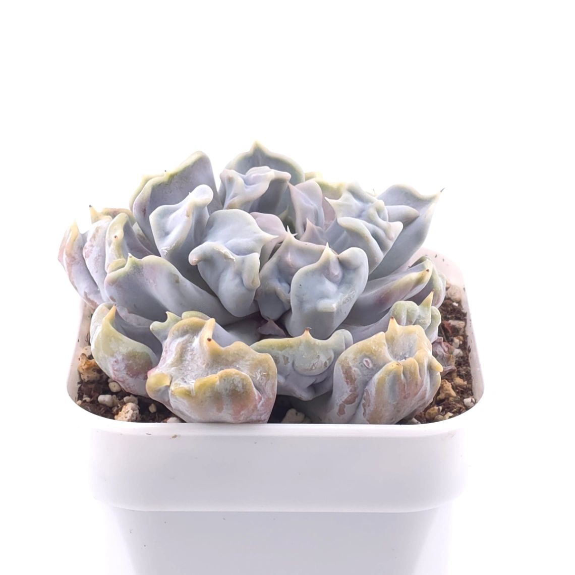 Echeveria ‘Thriller Pearl’ | 戰慄珍珠 thumbnail 2