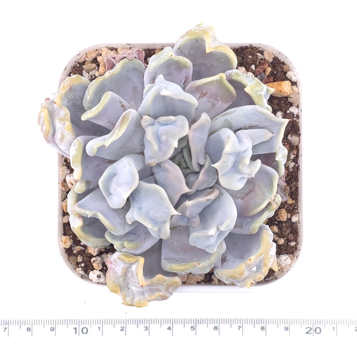 Echeveria ‘Thriller Pearl’ | 戰慄珍珠 thumbnail 3