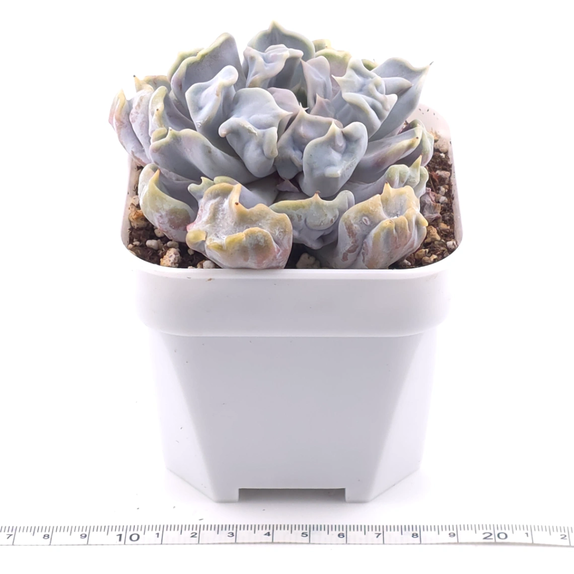 Echeveria ‘Thriller Pearl’ | 戰慄珍珠 thumbnail 4
