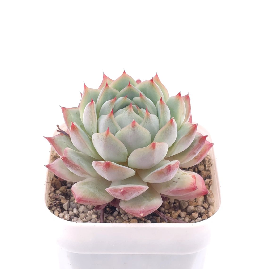 Echeveria ‘Tippy’ | 蒂比 thumbnail 2