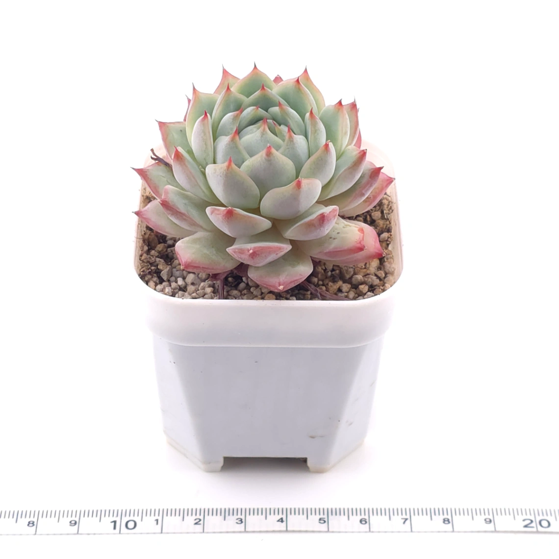 Echeveria ‘Tippy’ | 蒂比 thumbnail 3