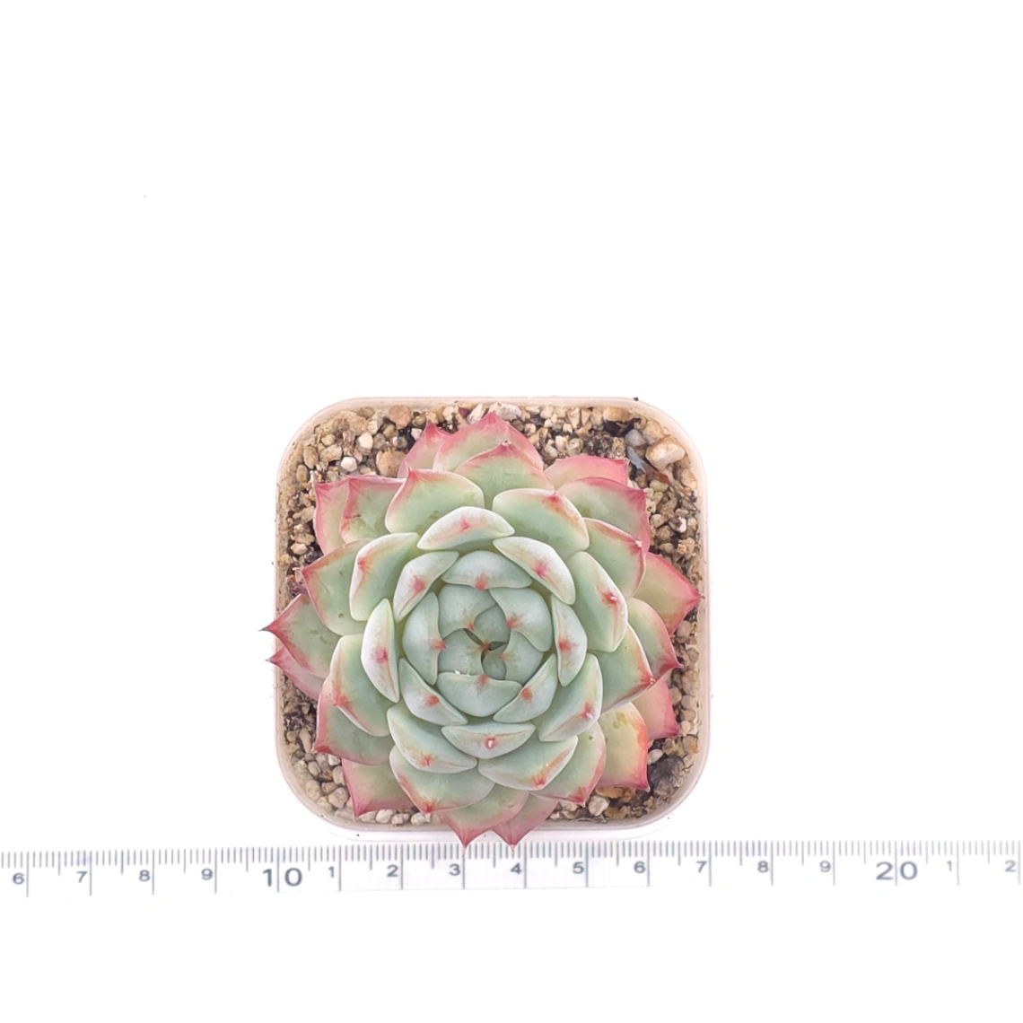 Echeveria ‘Tippy’ | 蒂比 thumbnail 4
