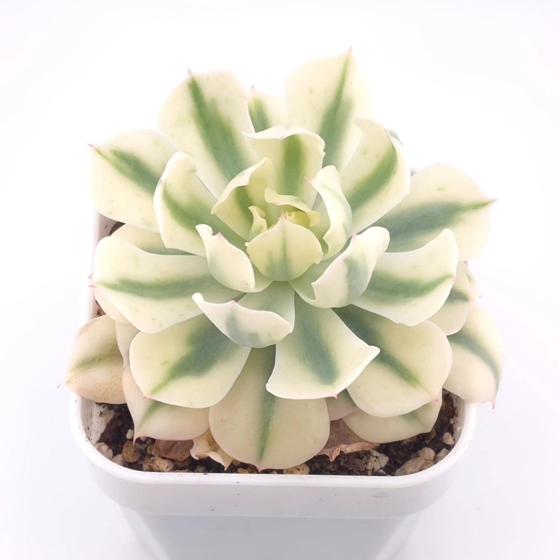 Echeveria 'Tsunami' variagated | 海嘯錦 thumbnail 2
