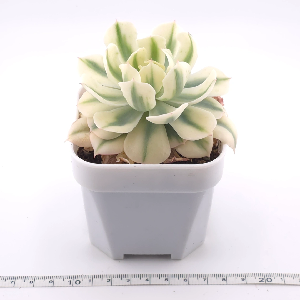 Echeveria 'Tsunami' variagated | 海嘯錦 thumbnail 3