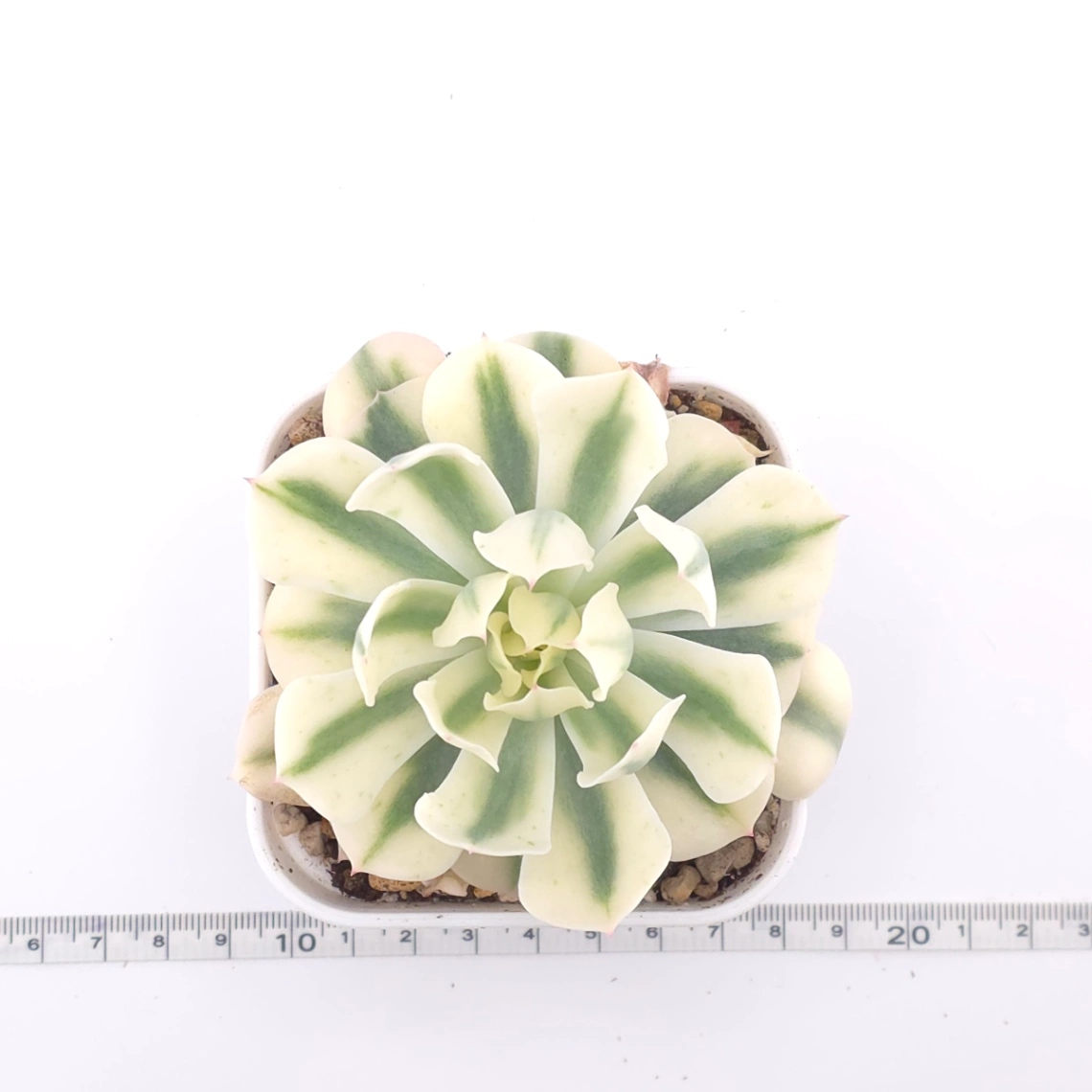 Echeveria 'Tsunami' variagated | 海嘯錦 thumbnail 4