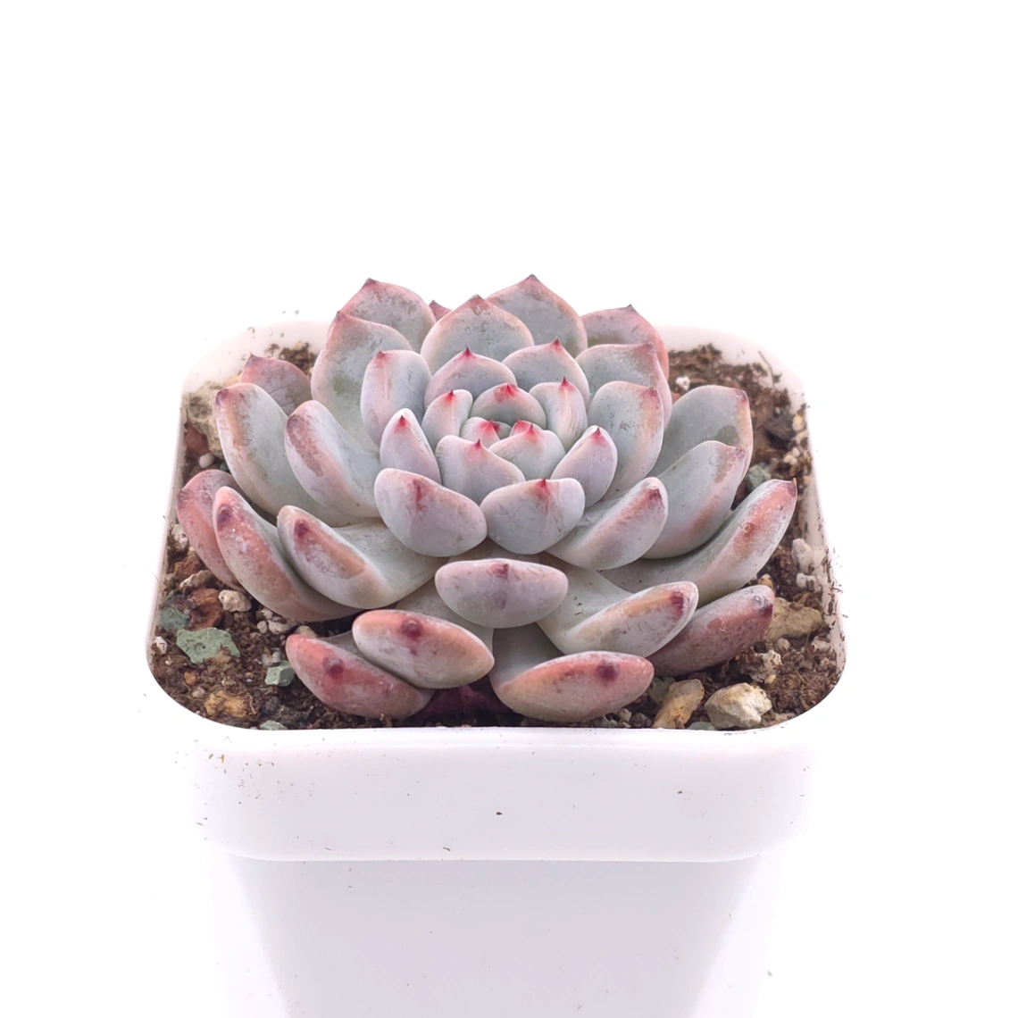 Echeveria ‘Viyant’ | 比安特雪爪 thumbnail 2