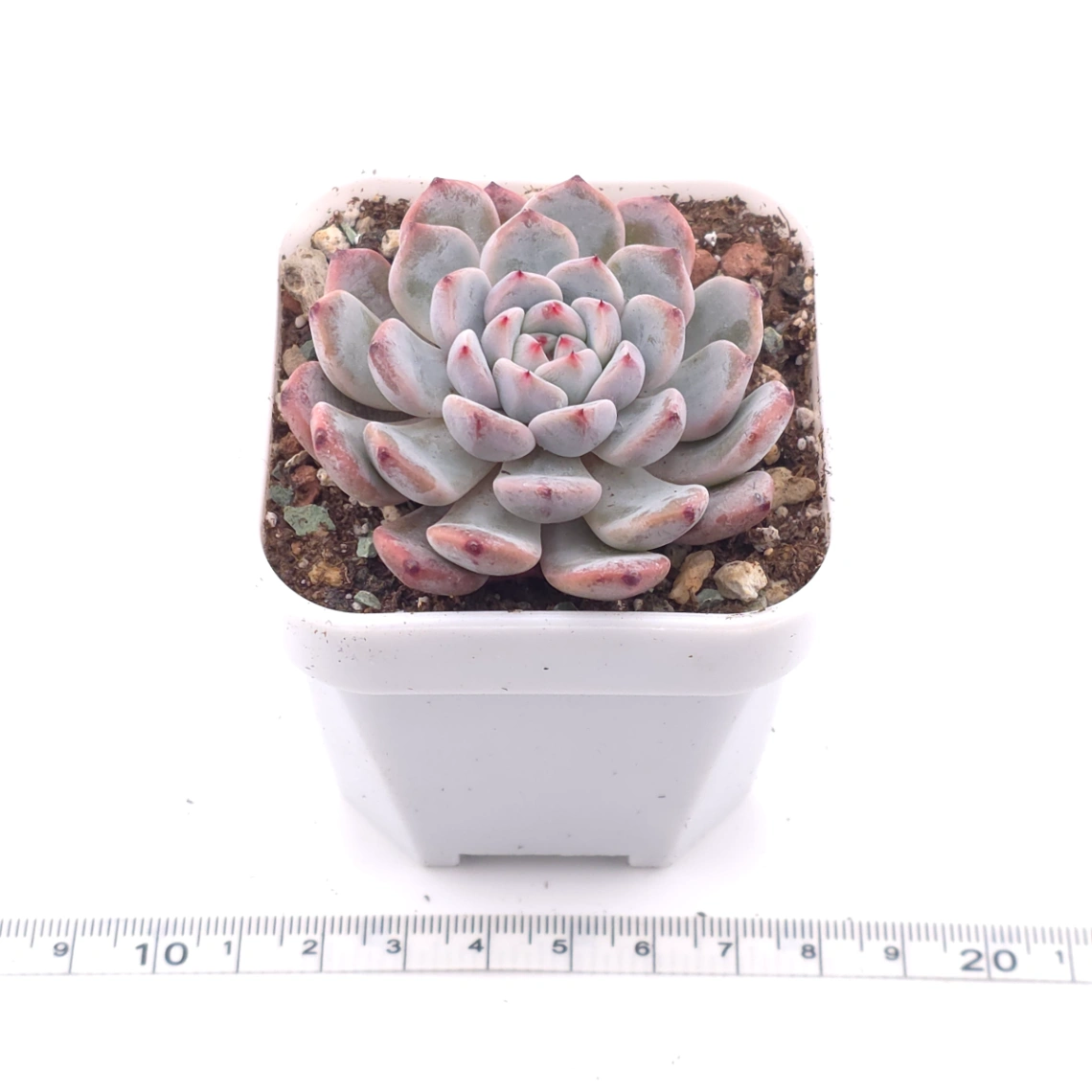 Echeveria ‘Viyant’ | 比安特雪爪 thumbnail 3