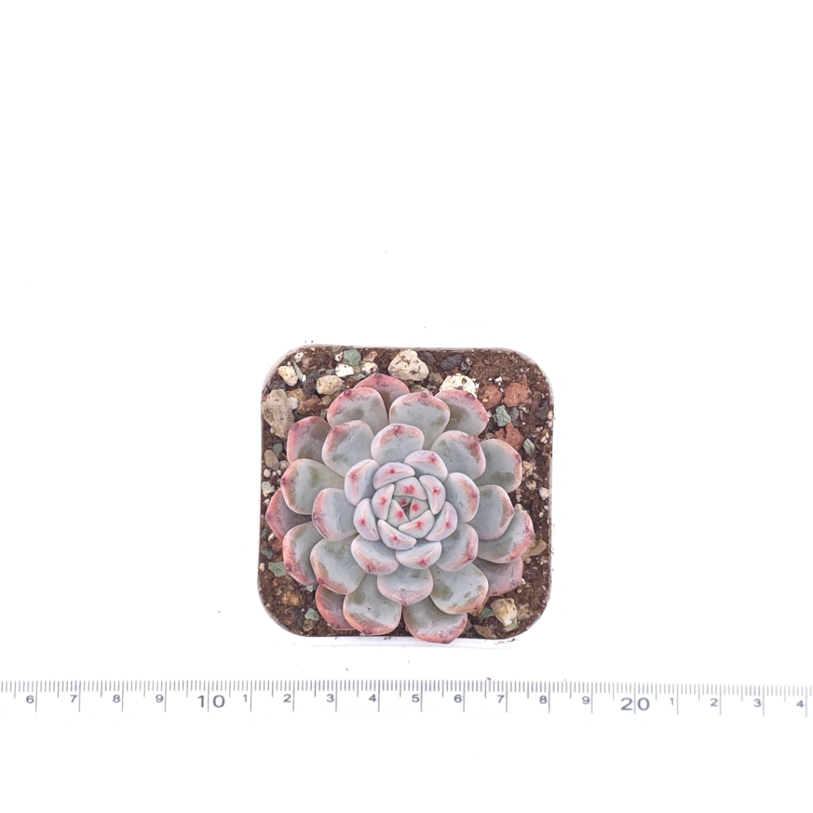 Echeveria ‘Viyant’ | 比安特雪爪 thumbnail 4