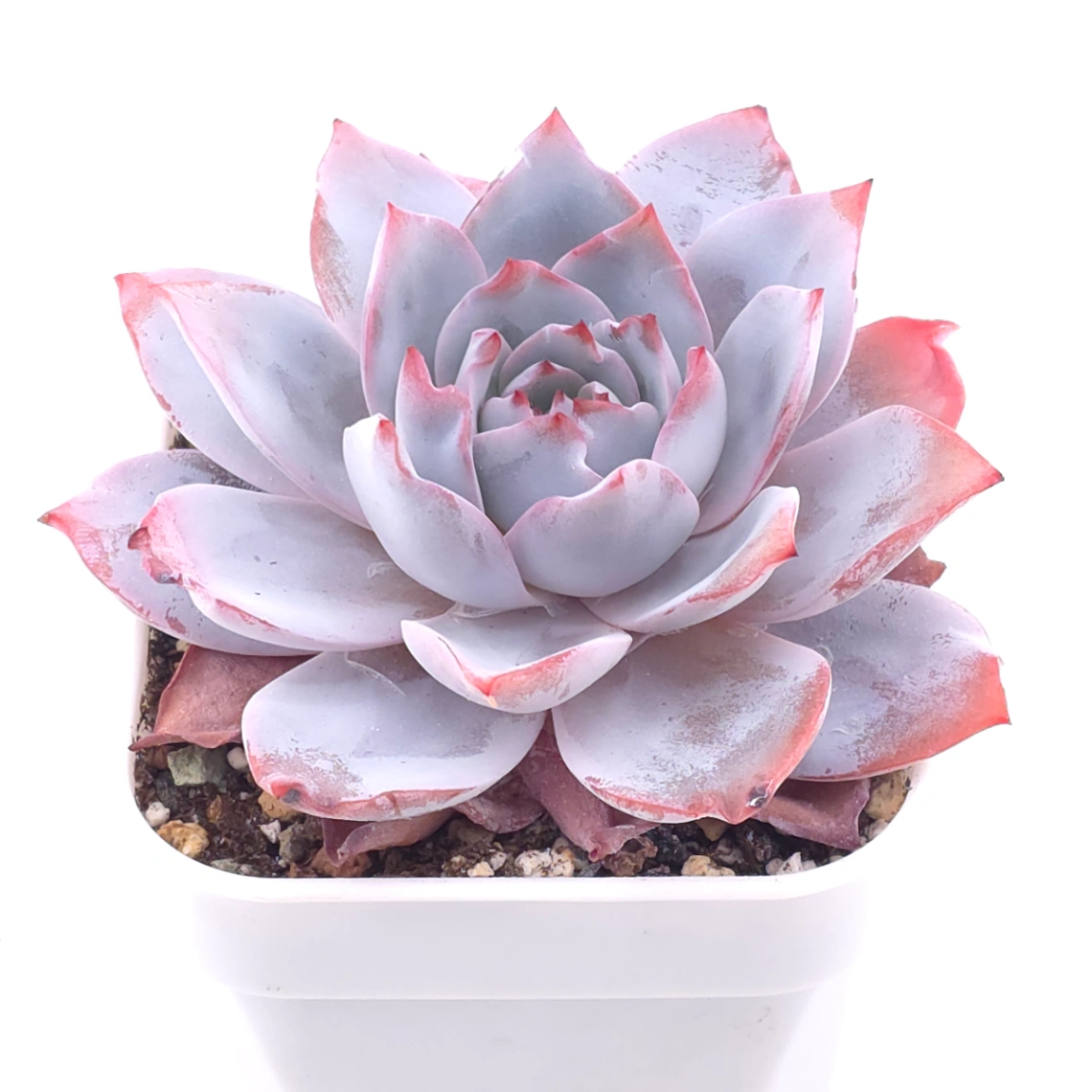 Echeveria ‘White Lotus (laui x Cante)’ | 白色戀人 thumbnail 2