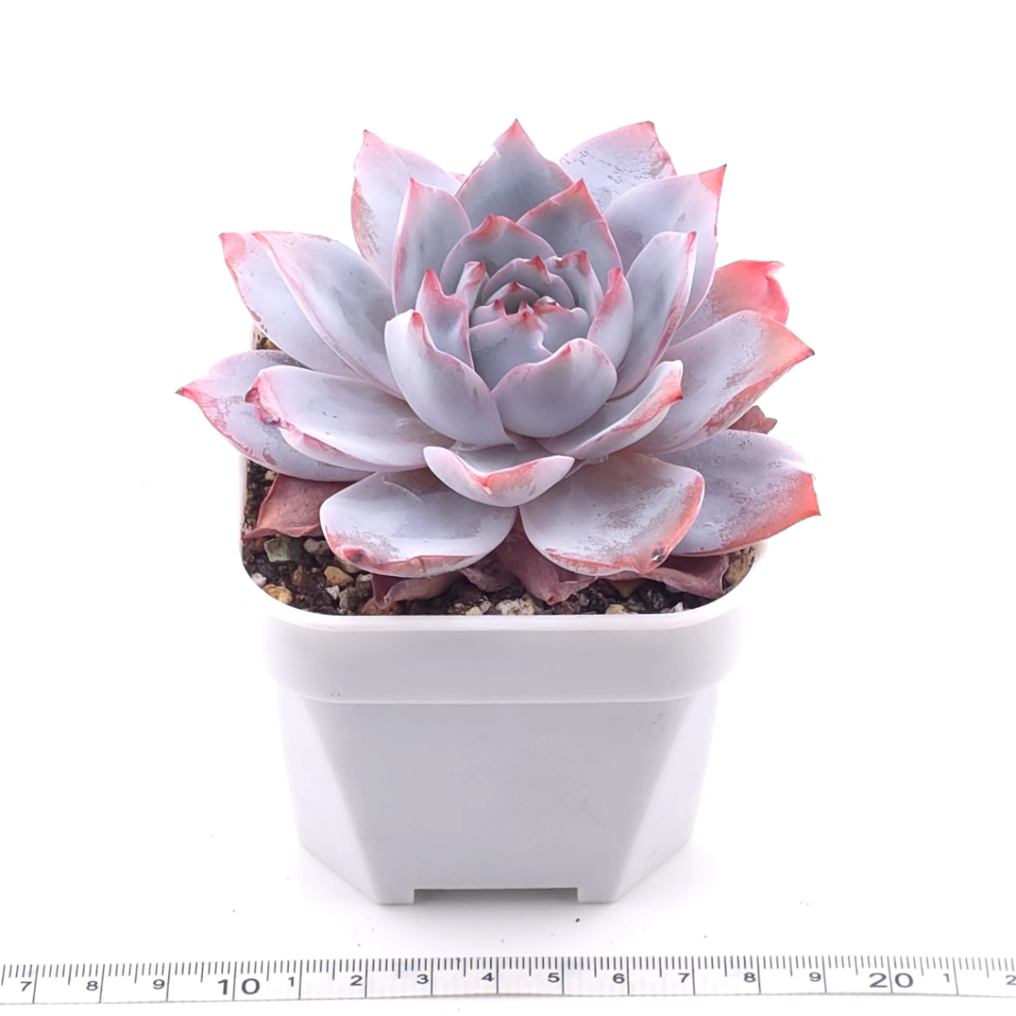 Echeveria ‘White Lotus (laui x Cante)’ | 白色戀人 thumbnail 3