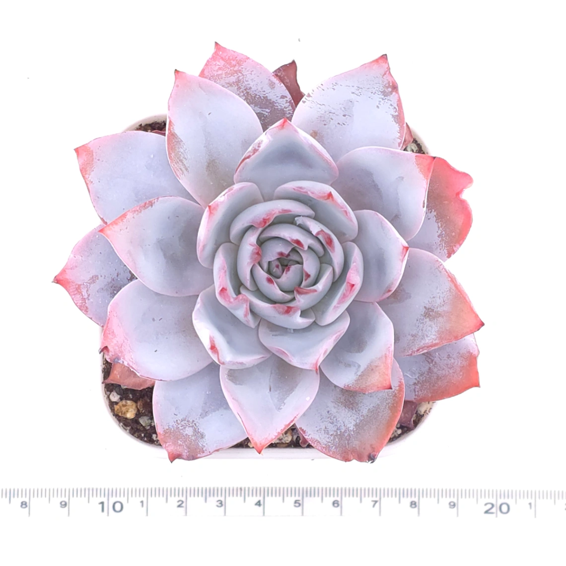 Echeveria ‘White Lotus (laui x Cante)’ | 白色戀人 thumbnail 4