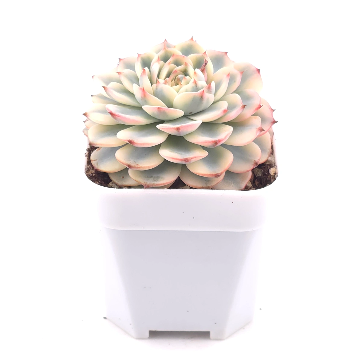 Echeveria ‘White Minima’ variegated | 白姬蓮錦 thumbnail 2