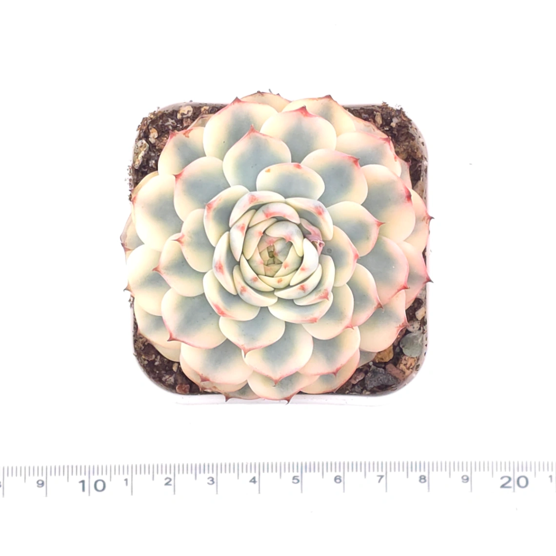 Echeveria ‘White Minima’ variegated | 白姬蓮錦 thumbnail 3