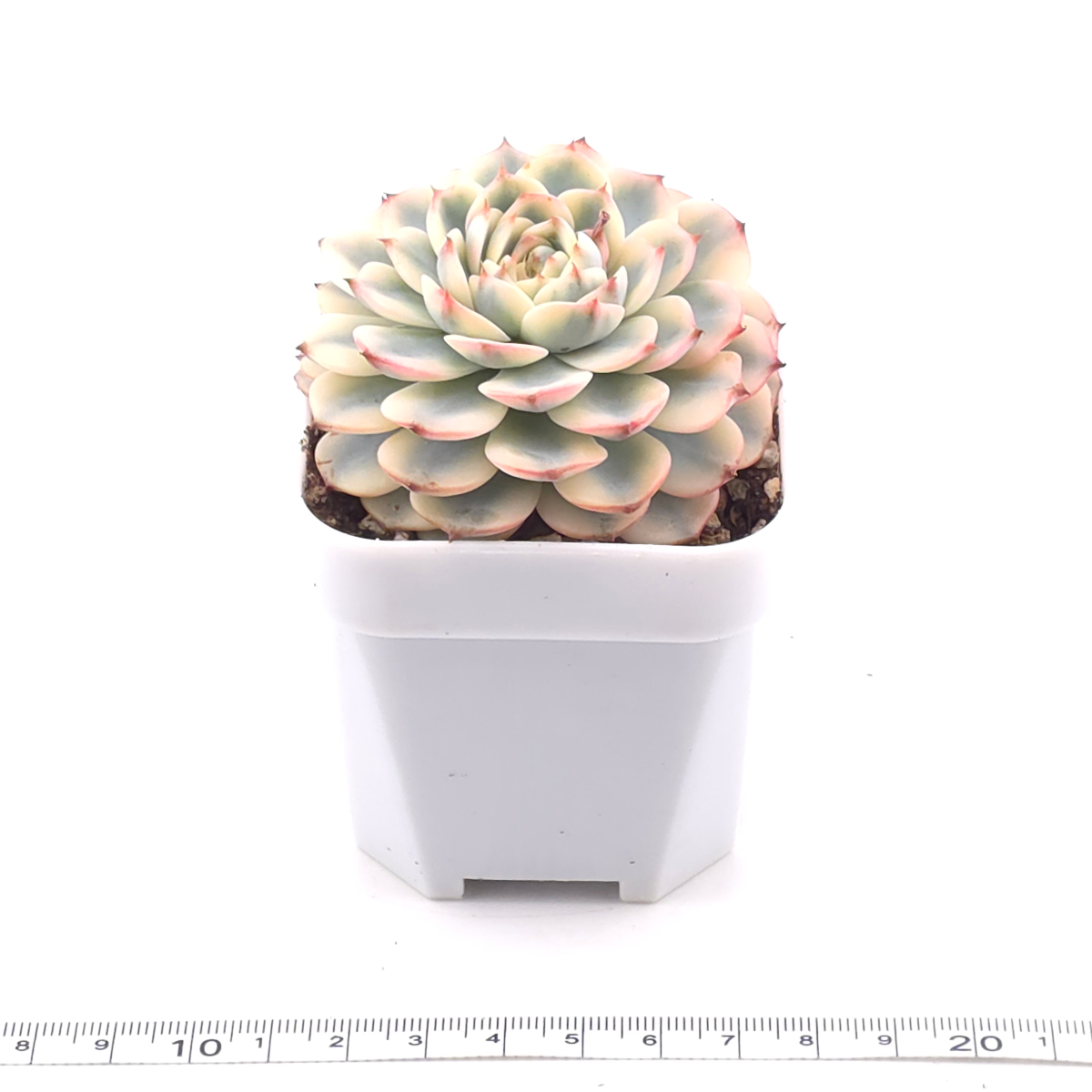 Echeveria ‘White Minima’ variegated | 白姬蓮錦 thumbnail 4