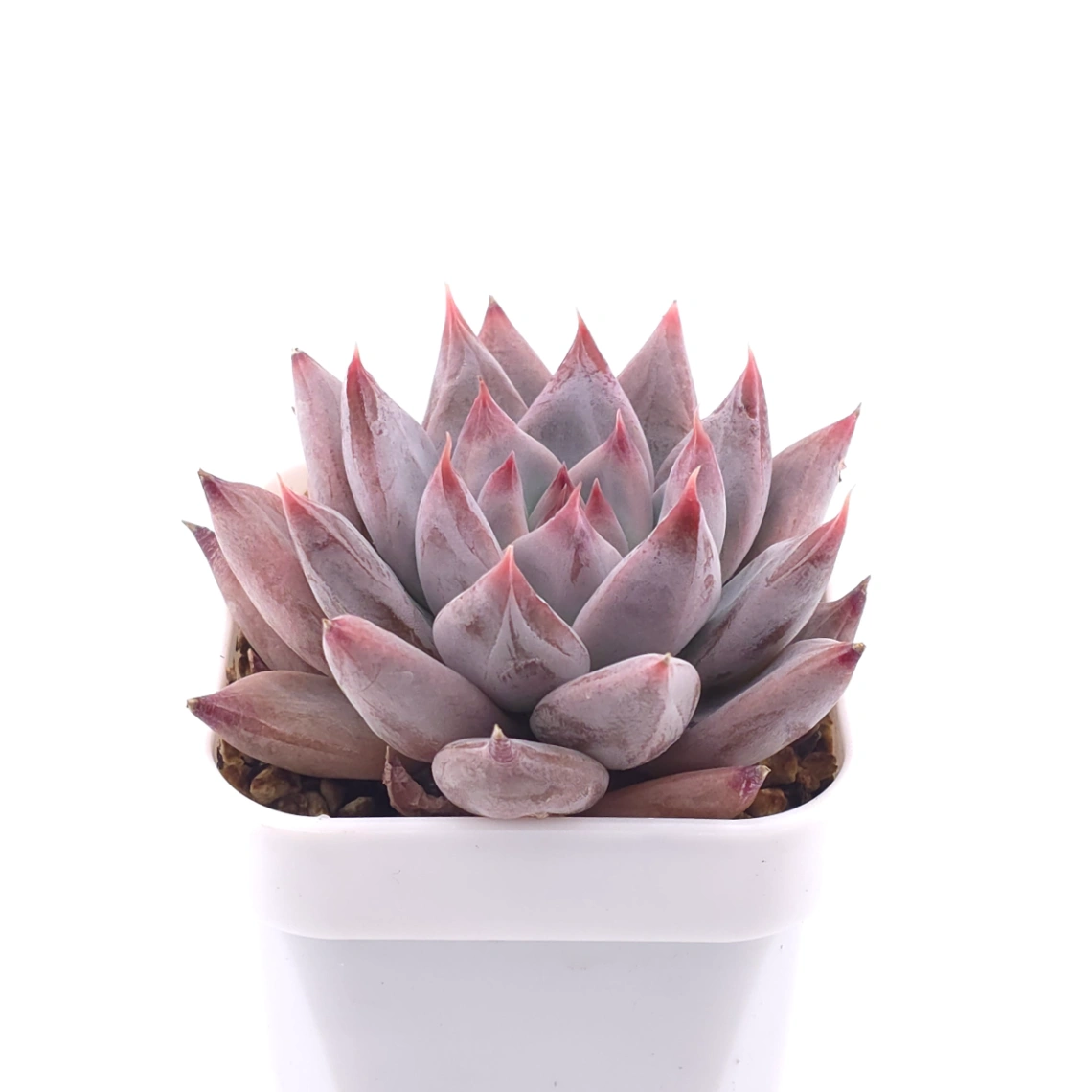 Echeveria ‘Zodiac Sign’ | 星辰之戀 thumbnail 2