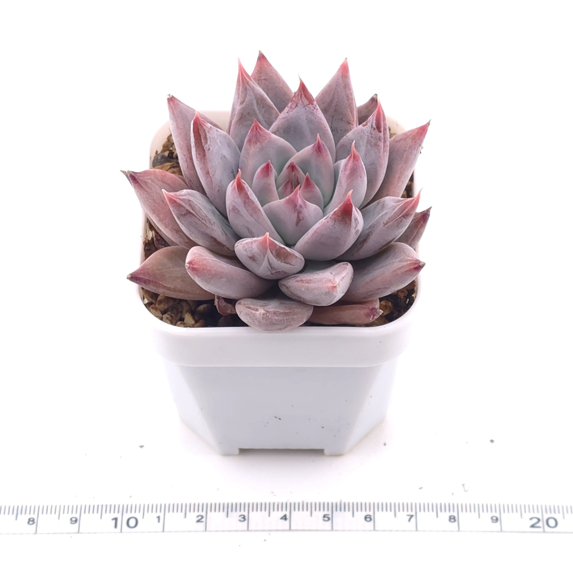 Echeveria ‘Zodiac Sign’ | 星辰之戀 thumbnail 3