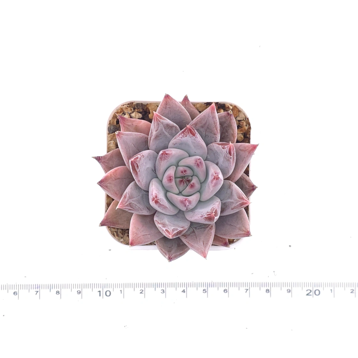 Echeveria ‘Zodiac Sign’ | 星辰之戀 thumbnail 4