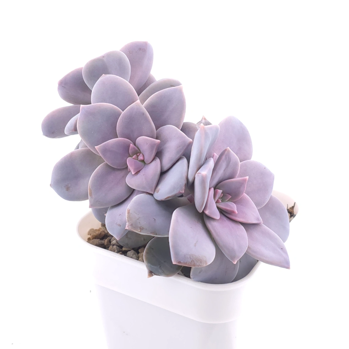 Graptopetalum pentandrum superbum | 華麗風車 thumbnail 2