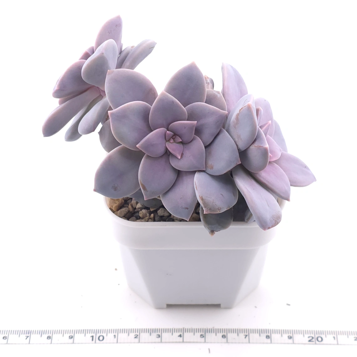 Graptopetalum pentandrum superbum | 華麗風車 thumbnail 3