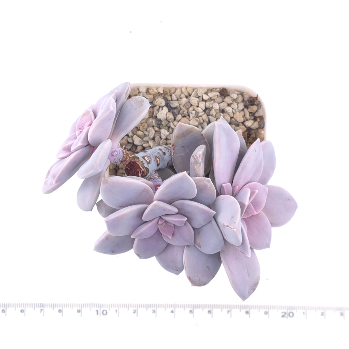 Graptopetalum pentandrum superbum | 華麗風車 thumbnail 4