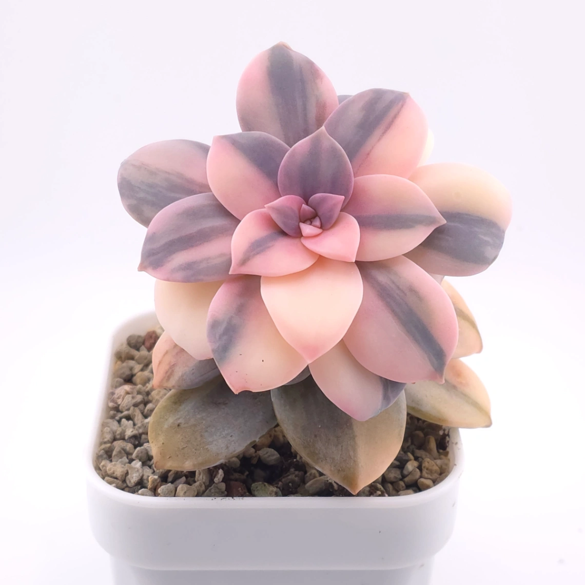 Graptopetalum pentandrum superbum variegated | 華麗風車錦 thumbnail 2