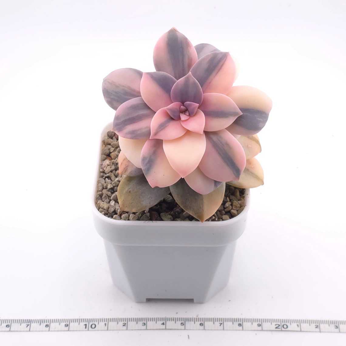 Graptopetalum pentandrum superbum variegated | 華麗風車錦 thumbnail 3