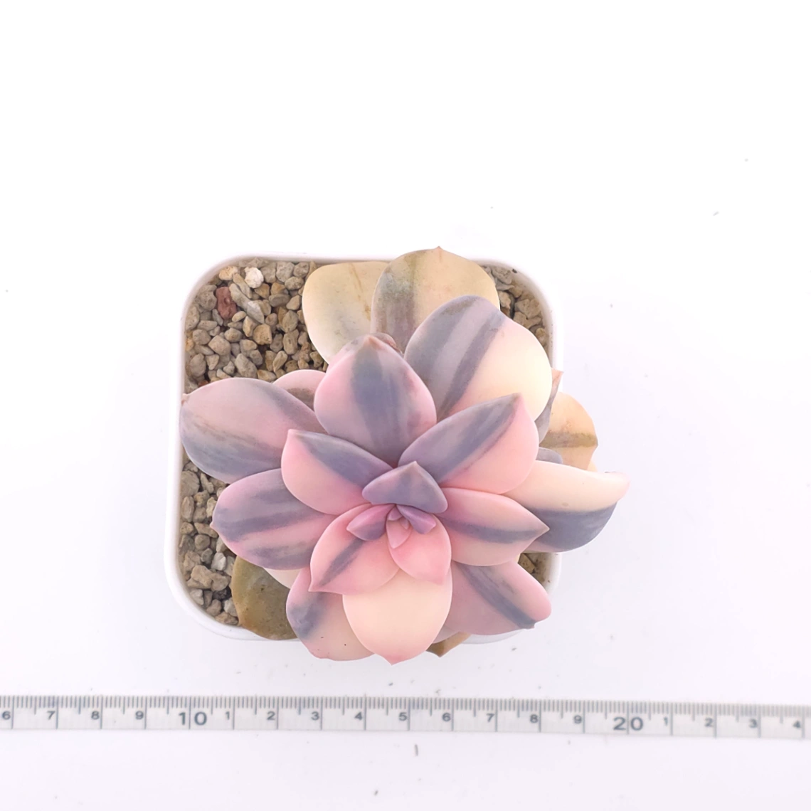 Graptopetalum pentandrum superbum variegated | 華麗風車錦 thumbnail 4