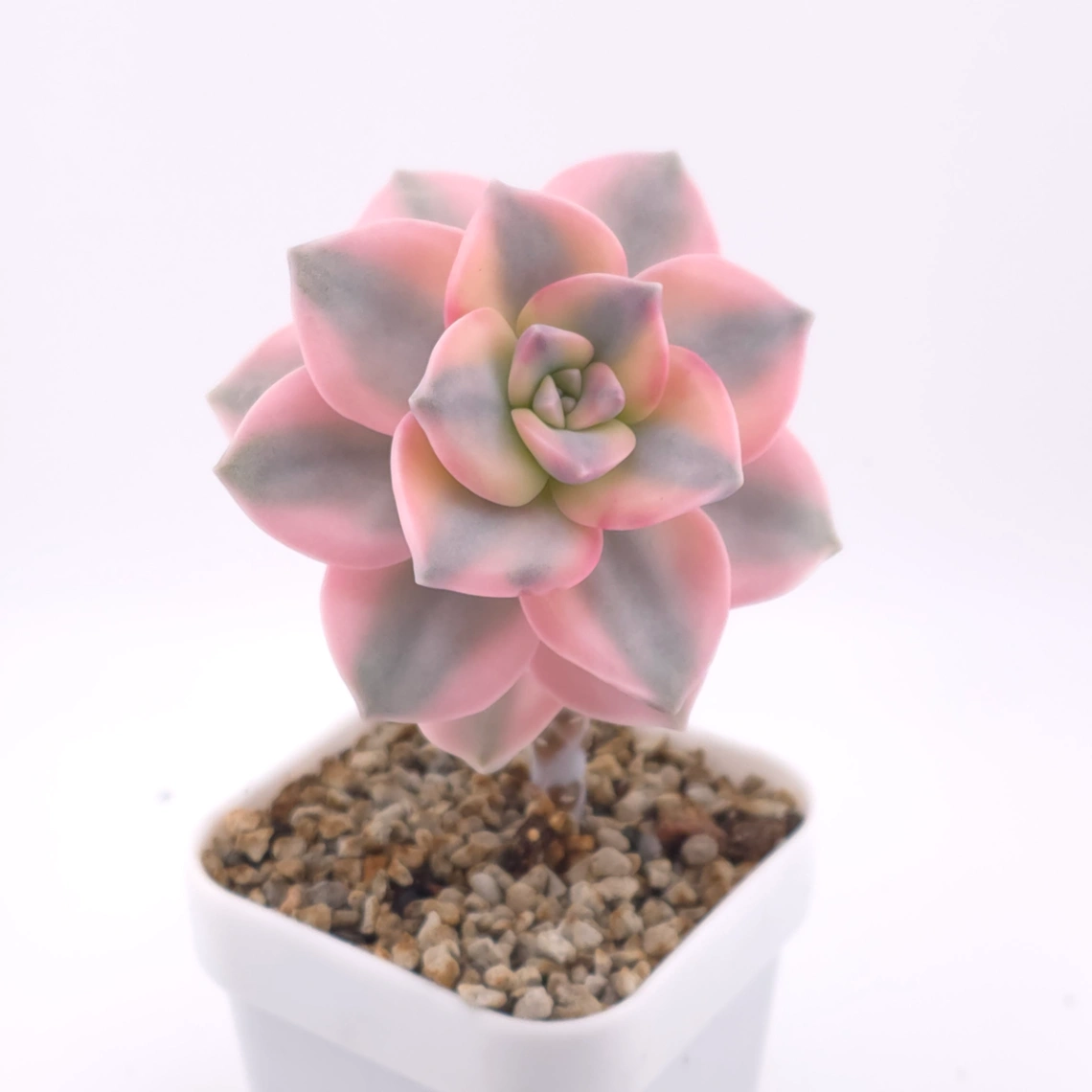 Graptopetalum ‘Purple Delight’ variegated | 紫樂錦 thumbnail 2