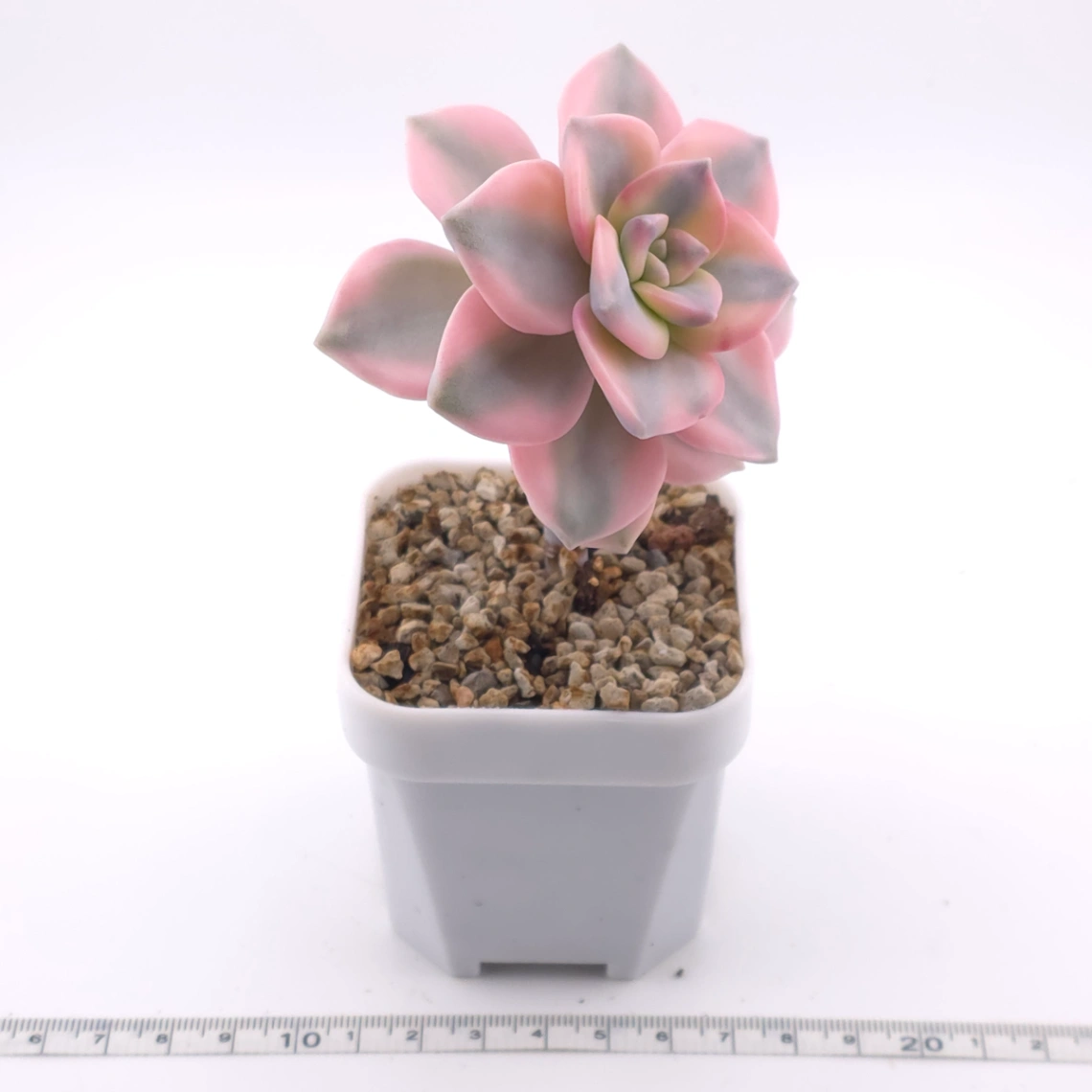 Graptopetalum ‘Purple Delight’ variegated | 紫樂錦 thumbnail 3