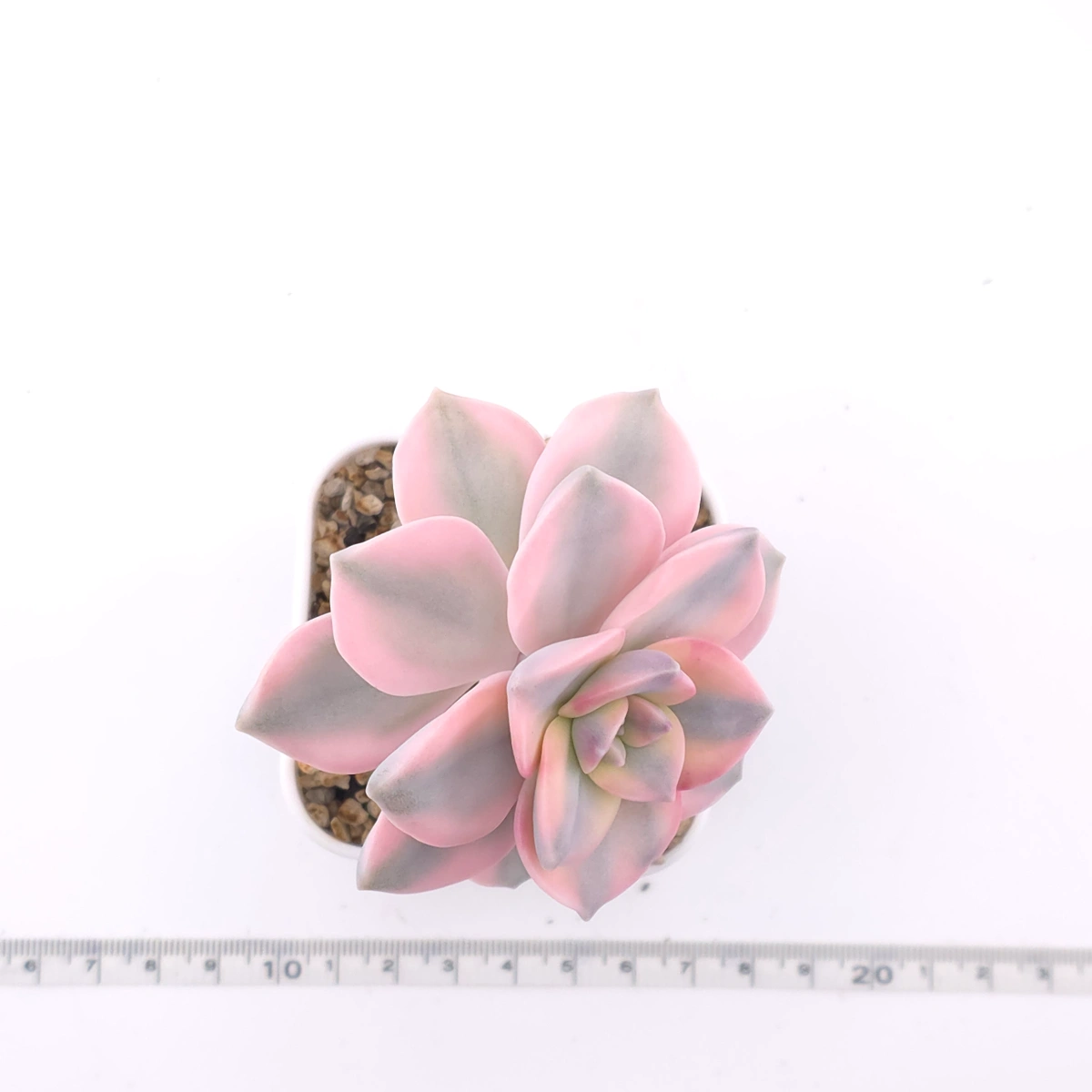 Graptopetalum ‘Purple Delight’ variegated | 紫樂錦 thumbnail 4