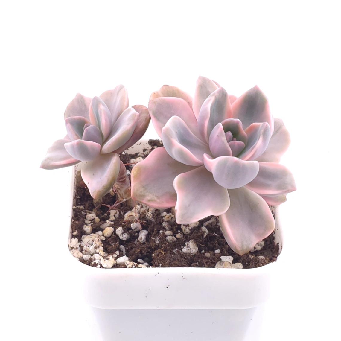 Graptoveria ‘Mrs Richard’ variegated | 彩虹糖錦 thumbnail 2