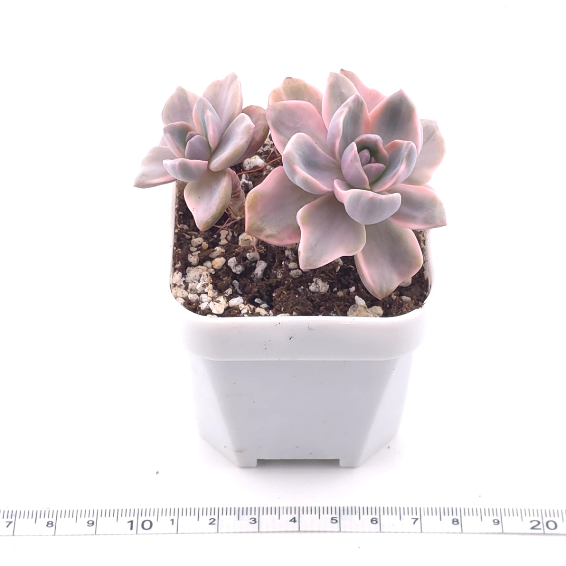 Graptoveria ‘Mrs Richard’ variegated | 彩虹糖錦 thumbnail 3
