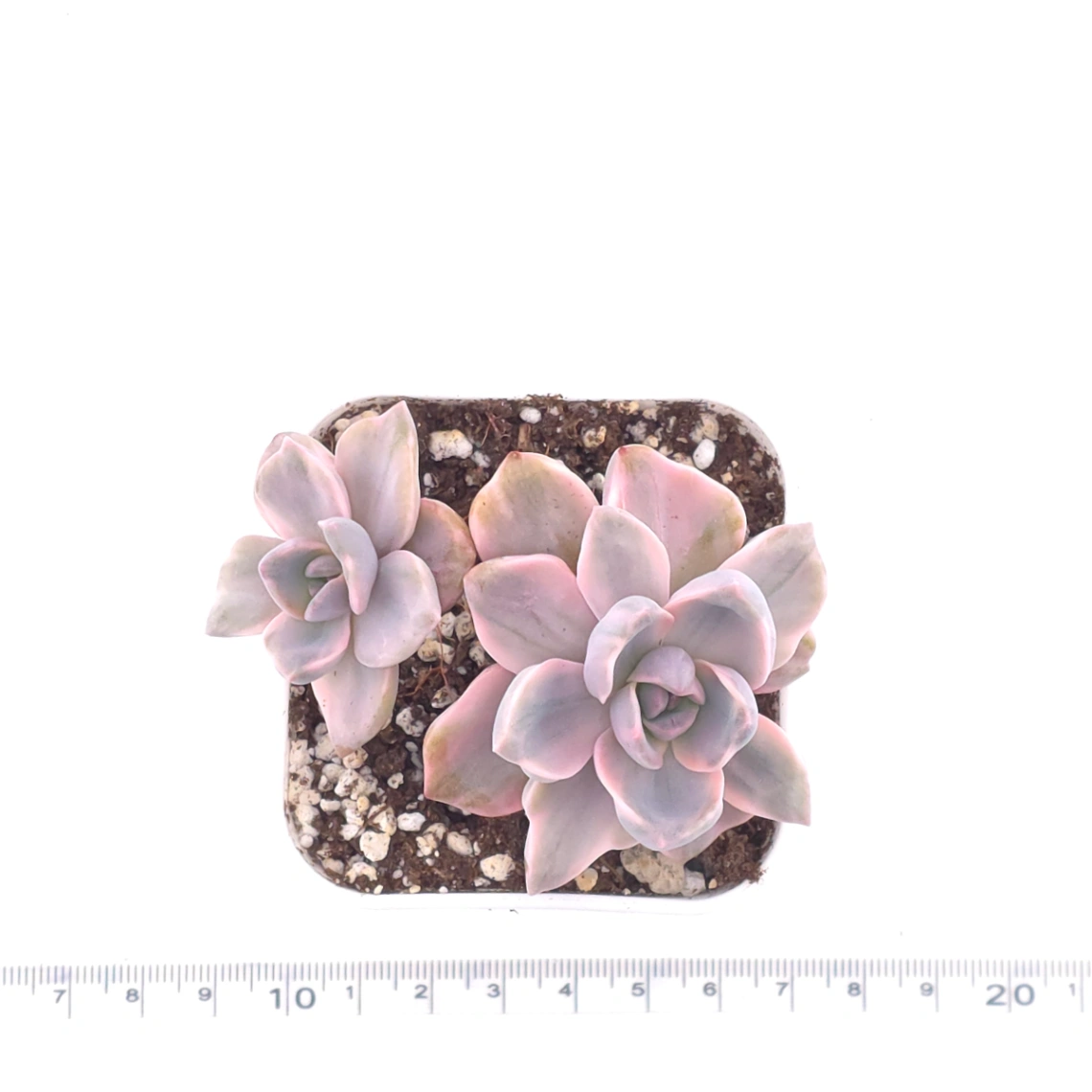 Graptoveria ‘Mrs Richard’ variegated | 彩虹糖錦 thumbnail 4
