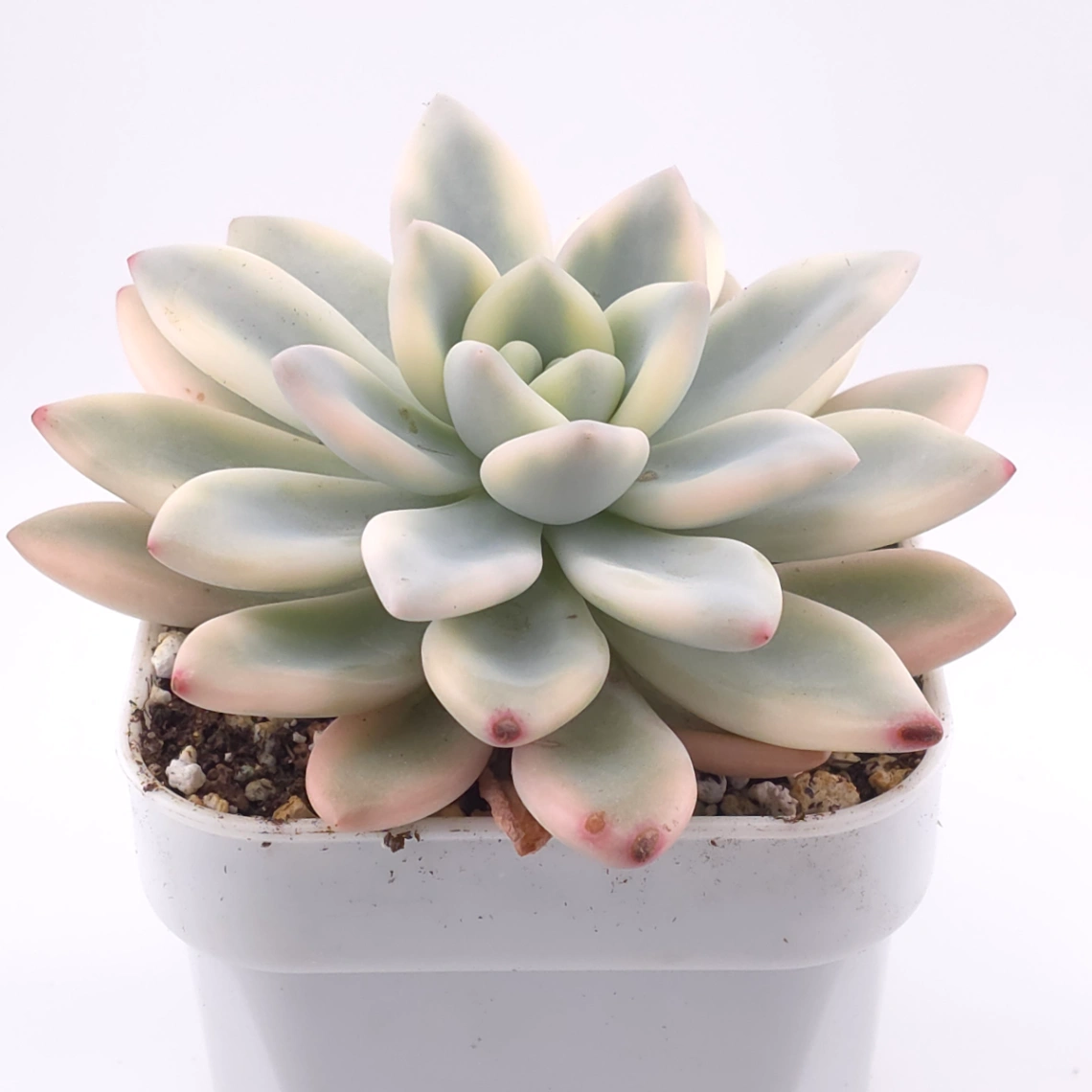 Graptoveria ‘Opalina’ variegated | 奥普琳娜錦 thumbnail 2