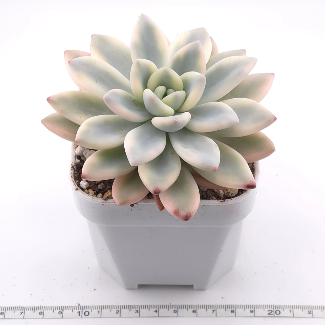 Graptoveria ‘Opalina’ variegated | 奥普琳娜錦 thumbnail 3