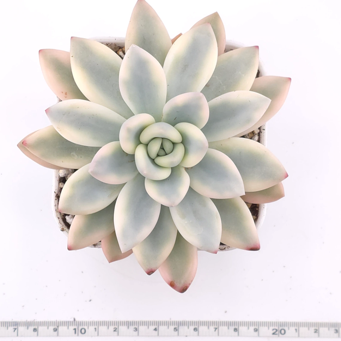 Graptoveria ‘Opalina’ variegated | 奥普琳娜錦 thumbnail 4