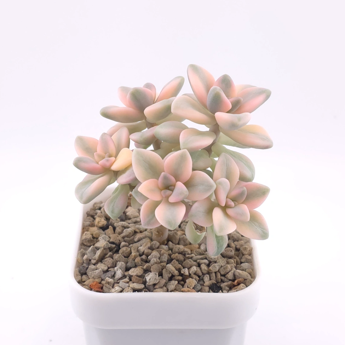 Graptoveria ‘Titubans’ / ‘Apricot Beauty’ variegated | 美杏錦 thumbnail 2