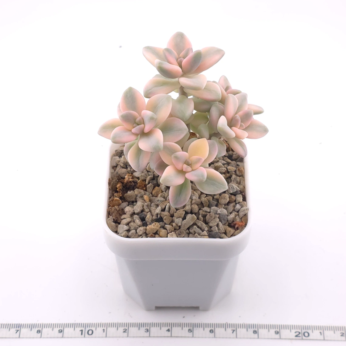 Graptoveria ‘Titubans’ / ‘Apricot Beauty’ variegated | 美杏錦 thumbnail 3