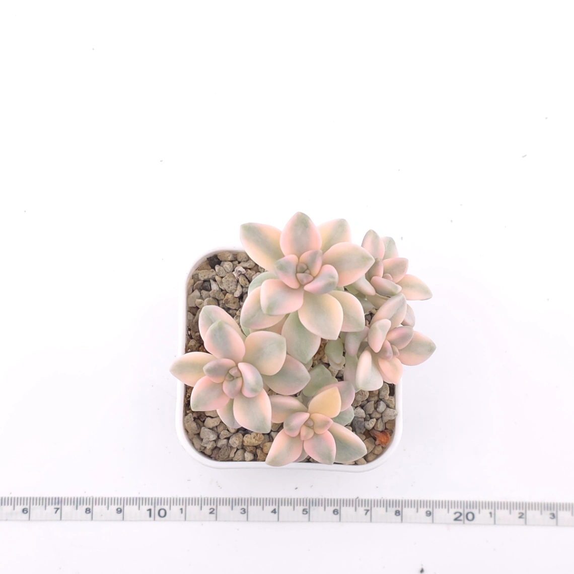 Graptoveria ‘Titubans’ / ‘Apricot Beauty’ variegated | 美杏錦 thumbnail 4