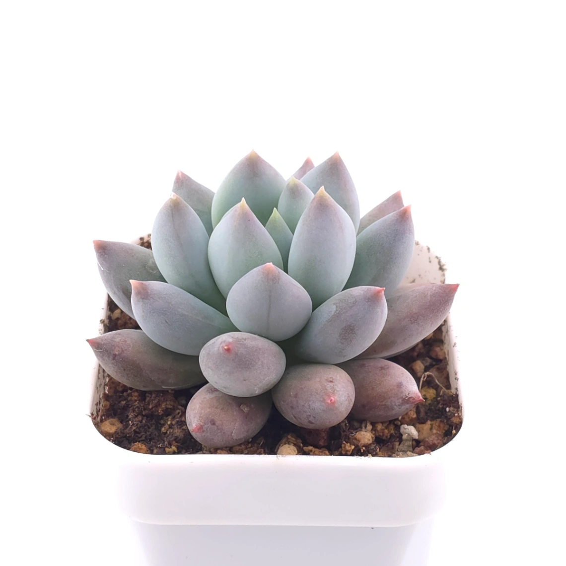 Pachyphytum ‘Angel's Finger’ | 所羅門 thumbnail 2