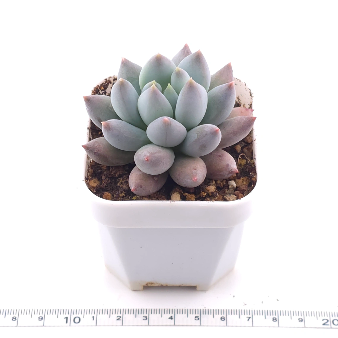 Pachyphytum ‘Angel's Finger’ | 所羅門 thumbnail 3