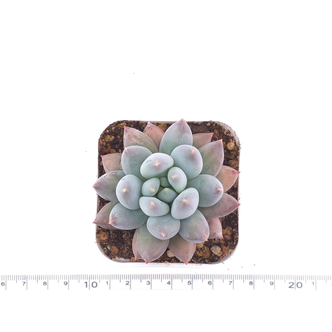Pachyphytum ‘Angel's Finger’ | 所羅門 thumbnail 4