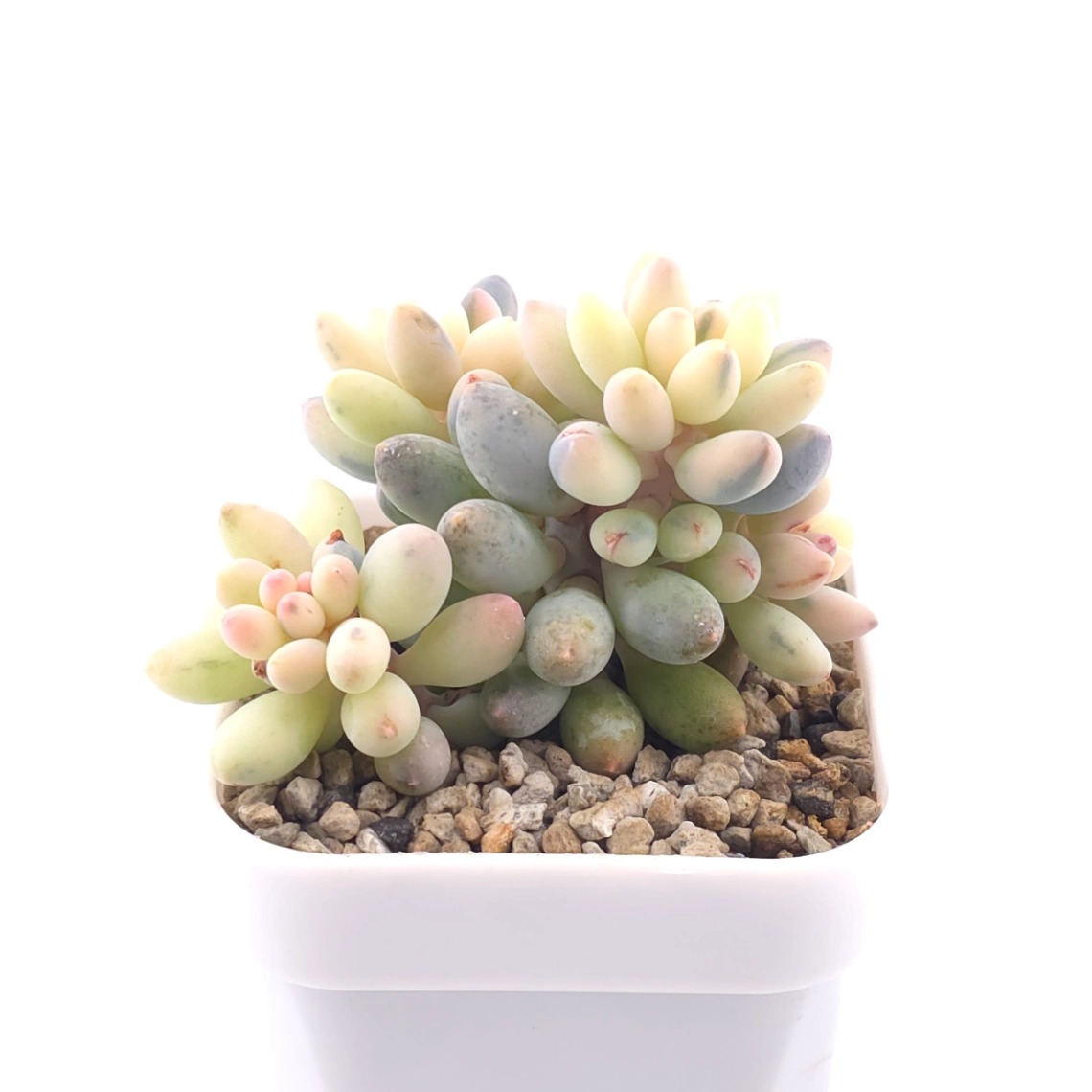 Pachyphytum ‘Machucae’ (Baby Finger) variegated | 嬰兒手指錦 thumbnail 2