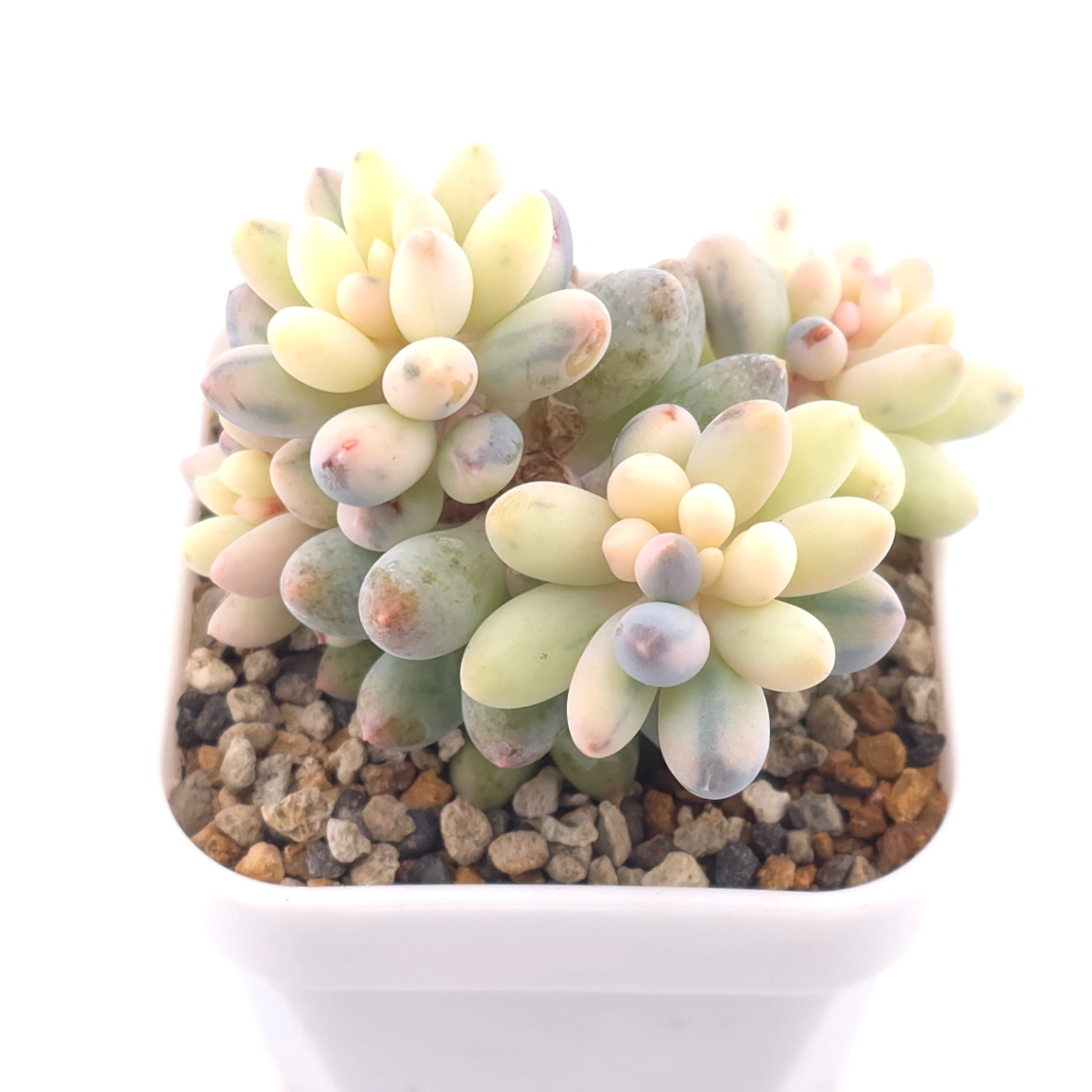 Pachyphytum ‘Machucae’ (Baby Finger) variegated | 嬰兒手指錦 thumbnail 3