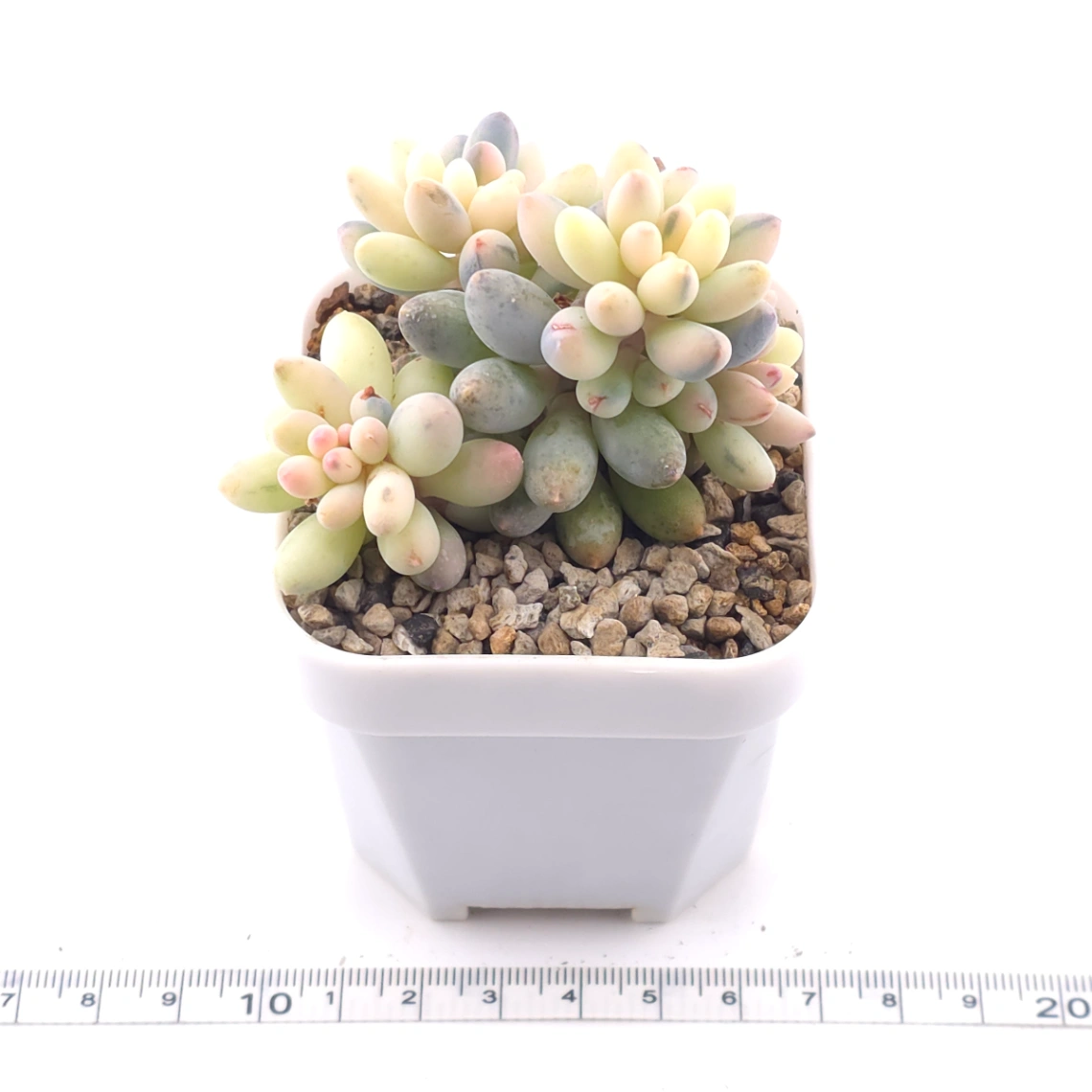Pachyphytum ‘Machucae’ (Baby Finger) variegated | 嬰兒手指錦 thumbnail 4
