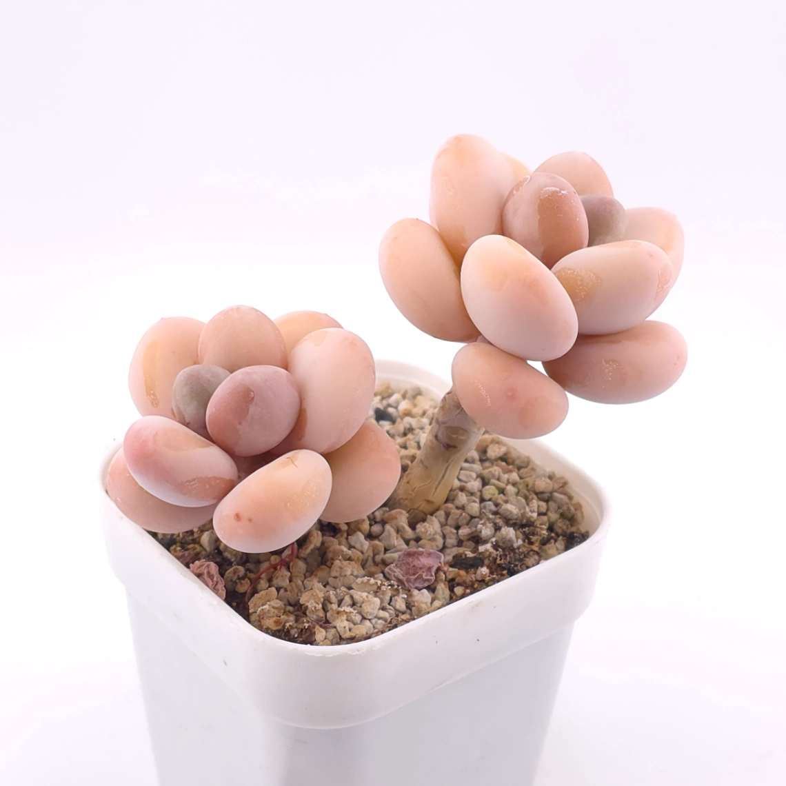 Pachyphytum oviferum ‘Moonstone’ | 桃美人 thumbnail 2